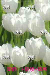 望舒：新鲜出炉