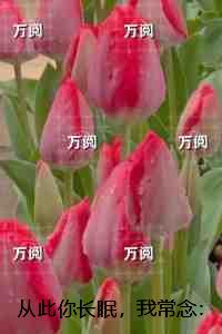 从此你长眠，我常念：完结txt