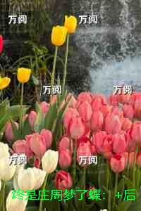 终是庄周梦了蝶：精品选集