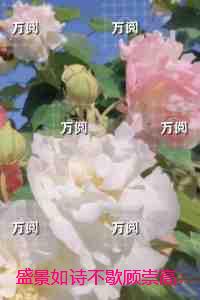 盛景如诗不歇顾崇高：完结版