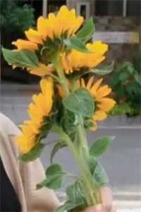 最亲近的陌生人