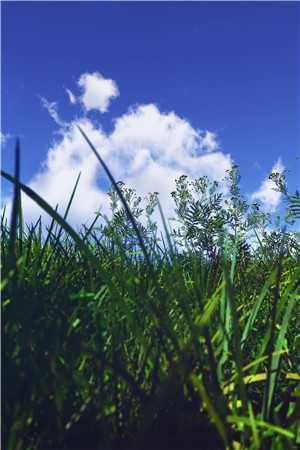 兽世：糙兽人莫挨娇小姐！ 文