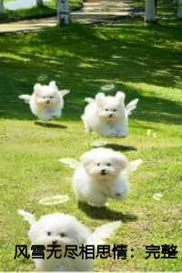 风雪无尽相思情：完整+番外篇