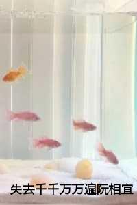 失去千千万万遍阮相宜：结局+番外