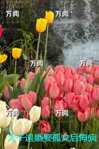 太子退婚娶孤女后悔疯了：结局+番外