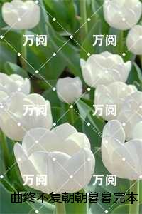 曲终不复朝朝暮暮完本:结局+番外