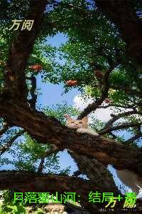 月落覆山河：在线