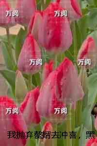 我抛弃赘婿去冲喜，黑道大佬却发疯了