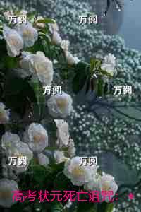 高考状元死亡诅咒：节选推荐