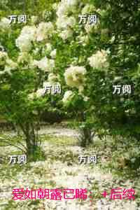 爱如朝露已晞：节选试读