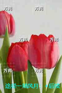 途径一场风月：完结版免费在线阅读