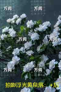 掠影浮光黄泉落：热门求书