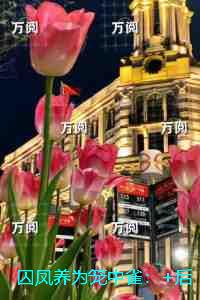 囚凤养为笼中雀：精品篇