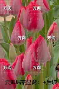 云卿瑶秦昱离