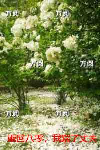 重回八零，我踹了丈夫一心上大学：大结局