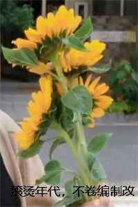 滚烫年代，不卷编制改卷粉新上热文